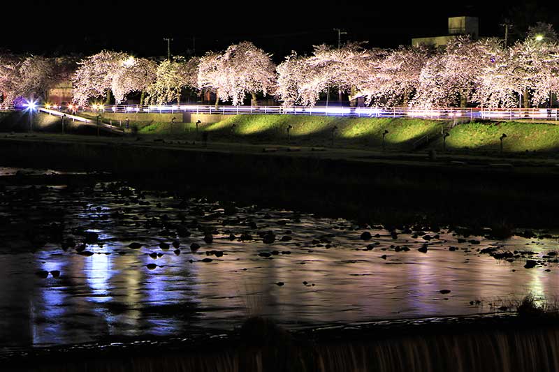 馬見ヶ崎さくらライン夜桜