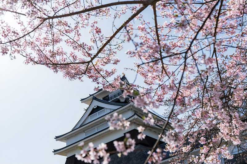 桜と上山城